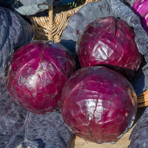 Rotkohl ‘Tete Noire 3’ - Brassica oleracea capitata tête noire 3 - Bakker