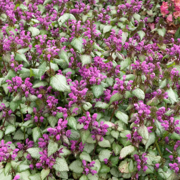 Gefleckte Taubnessel Beacon Silver - Lamium maculatum Beacon Silver - Bakker