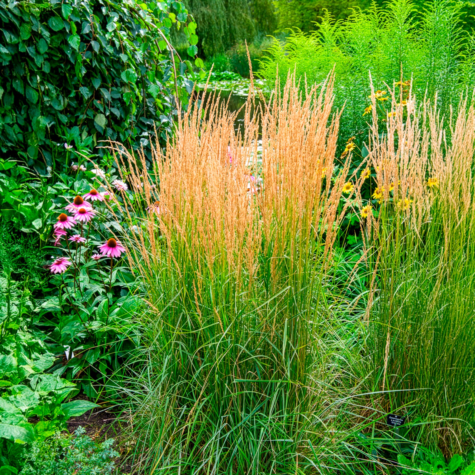 Gräser - Reitgras ‘Overdam’ - Calamagrostis acutiflora overdam