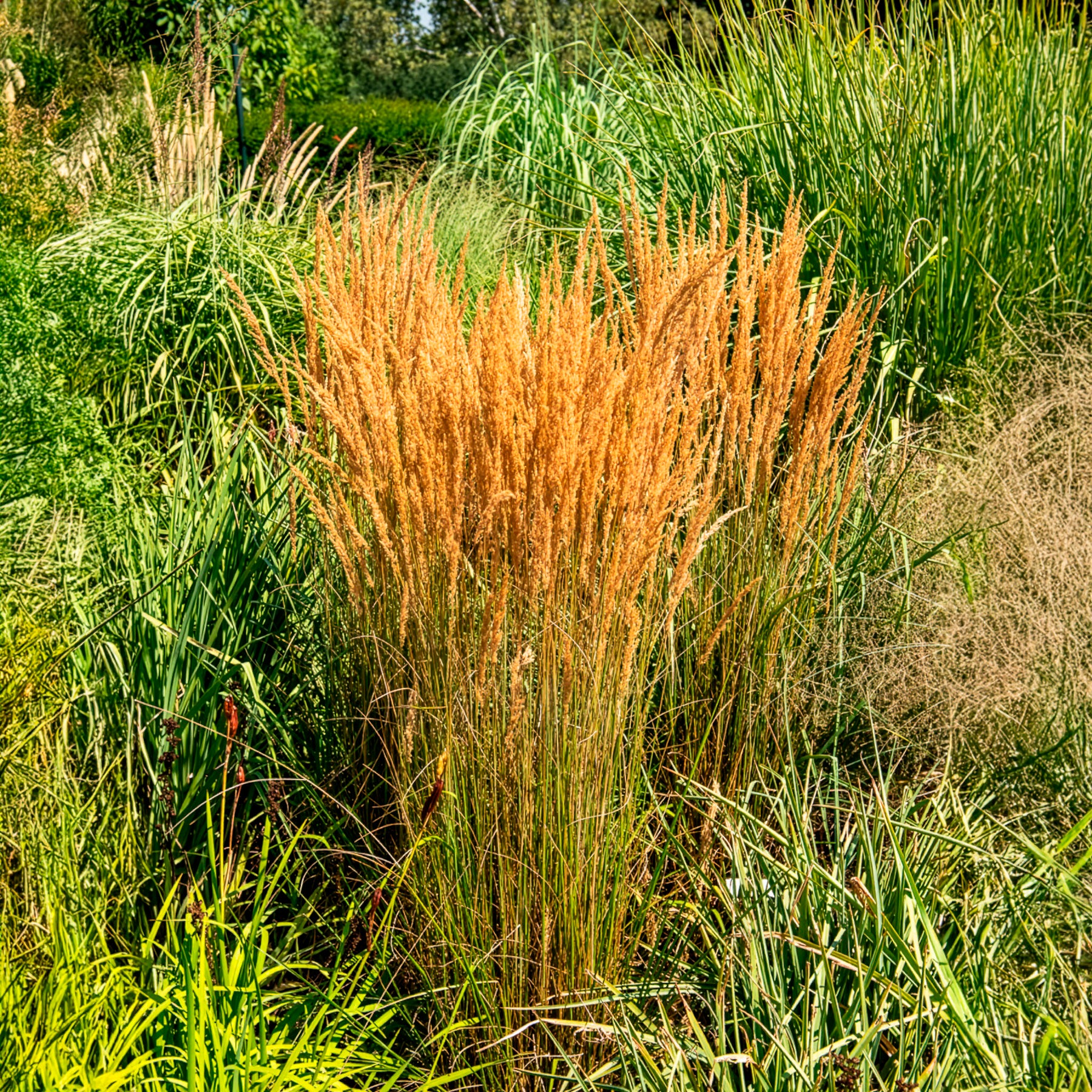 Verkauf Reitgras ‘Overdam’ - Calamagrostis acutiflora overdam