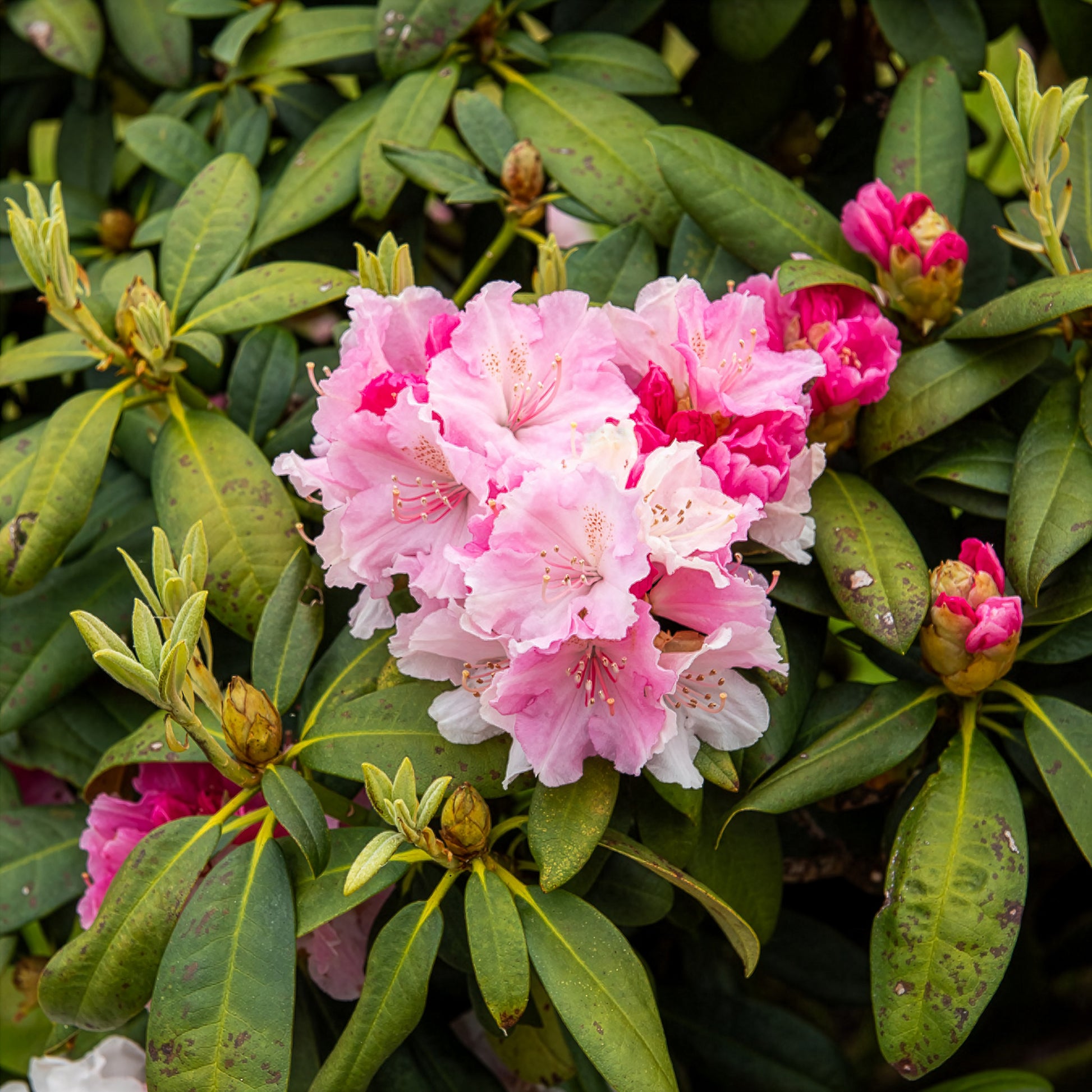 Yakushimanum-Rhododendron ‘Doc’ - Rhododendron yakushimanum Doc - Bakker