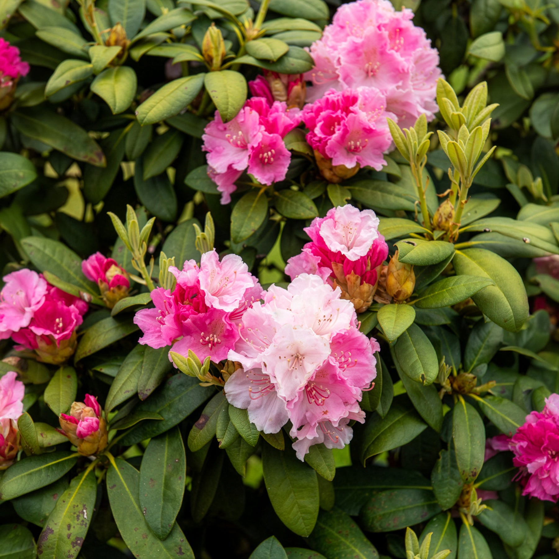 Rhododendron yakushimanum Doc - Yakushimanum-Rhododendron ‘Doc’ - Rhododendron
