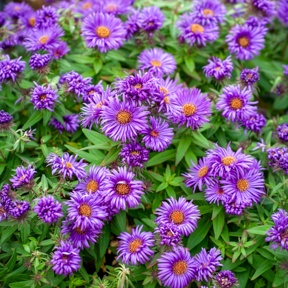 Raublatt-Aster 'Purple Dome'