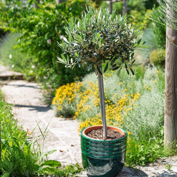 Olivenbaum auf Stamm - Olea europaea - Bakker