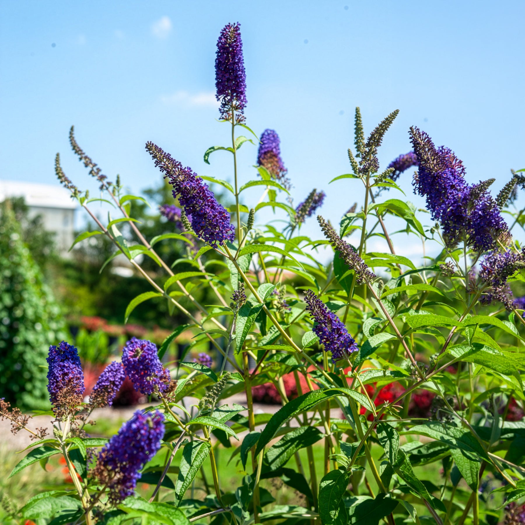 Schmetterlingsflieder - Buddleja davidii Empire Blue - Bakker