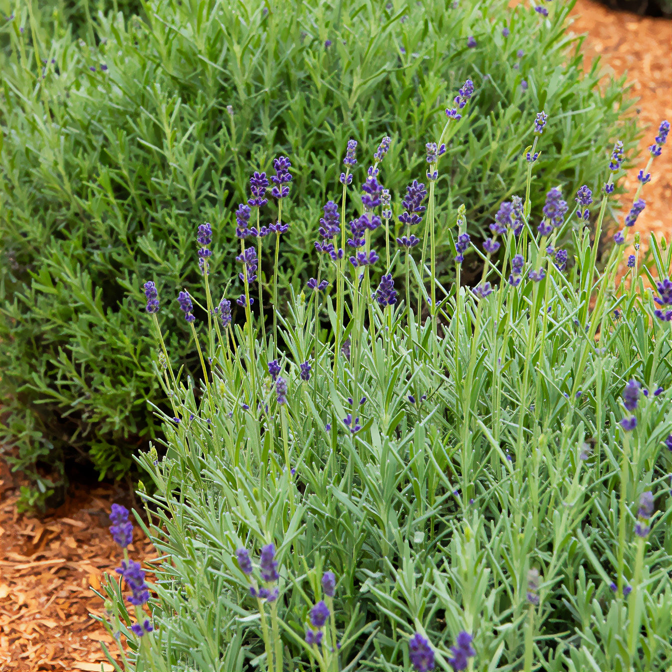 Lavandula angustifolia ardeche - Lavendel-Kollektion 'Ardèche' (x3) - Lavendel