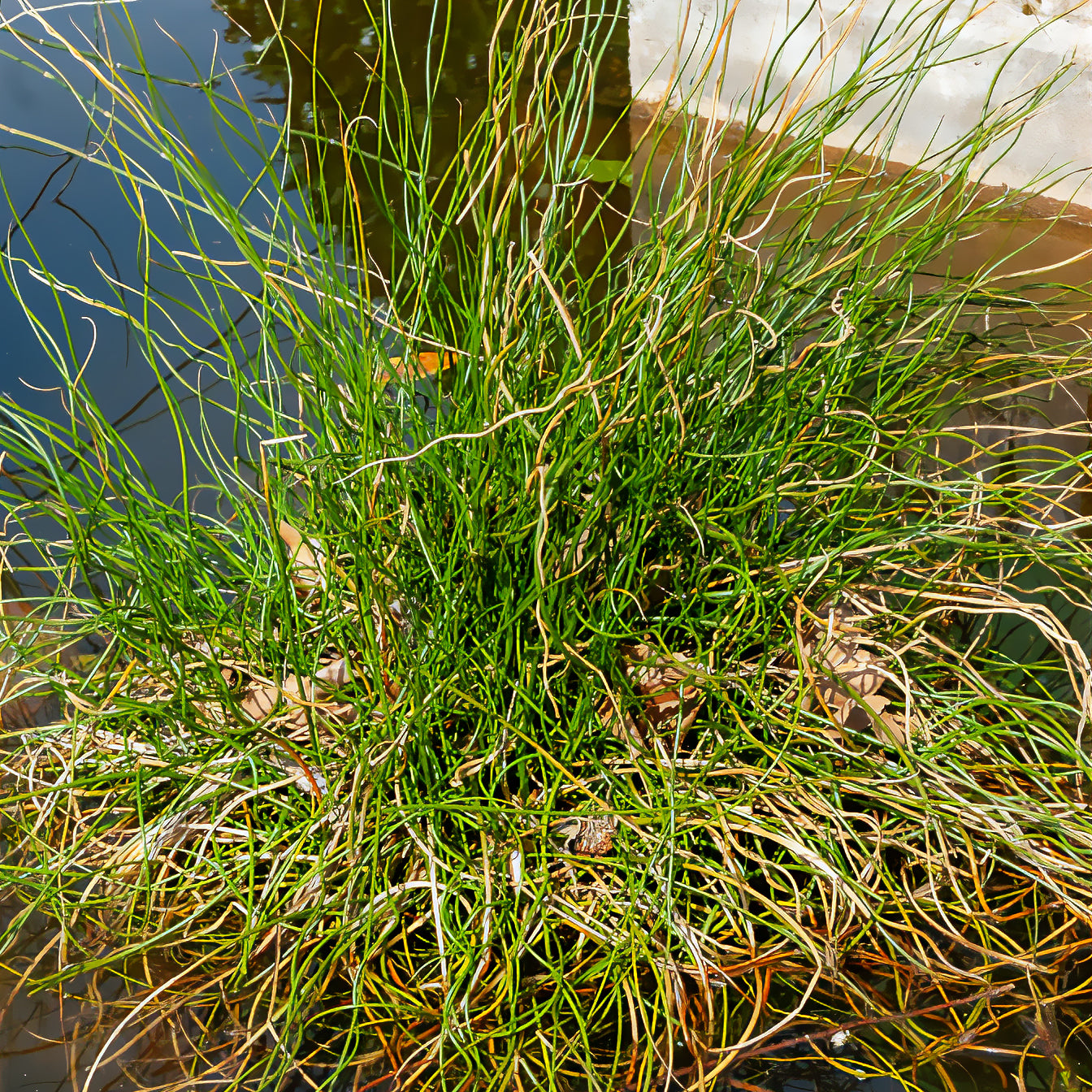 Sparrige Binse Spiralis - Juncus effusus spiralis - Bakker