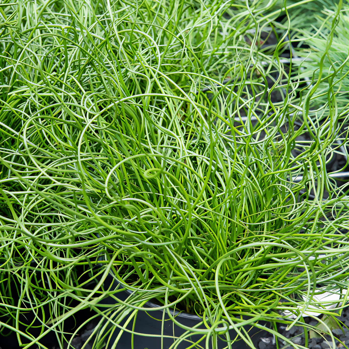 Juncus effusus spiralis - Sparrige Binse Spiralis - Alle Teichpflanzen