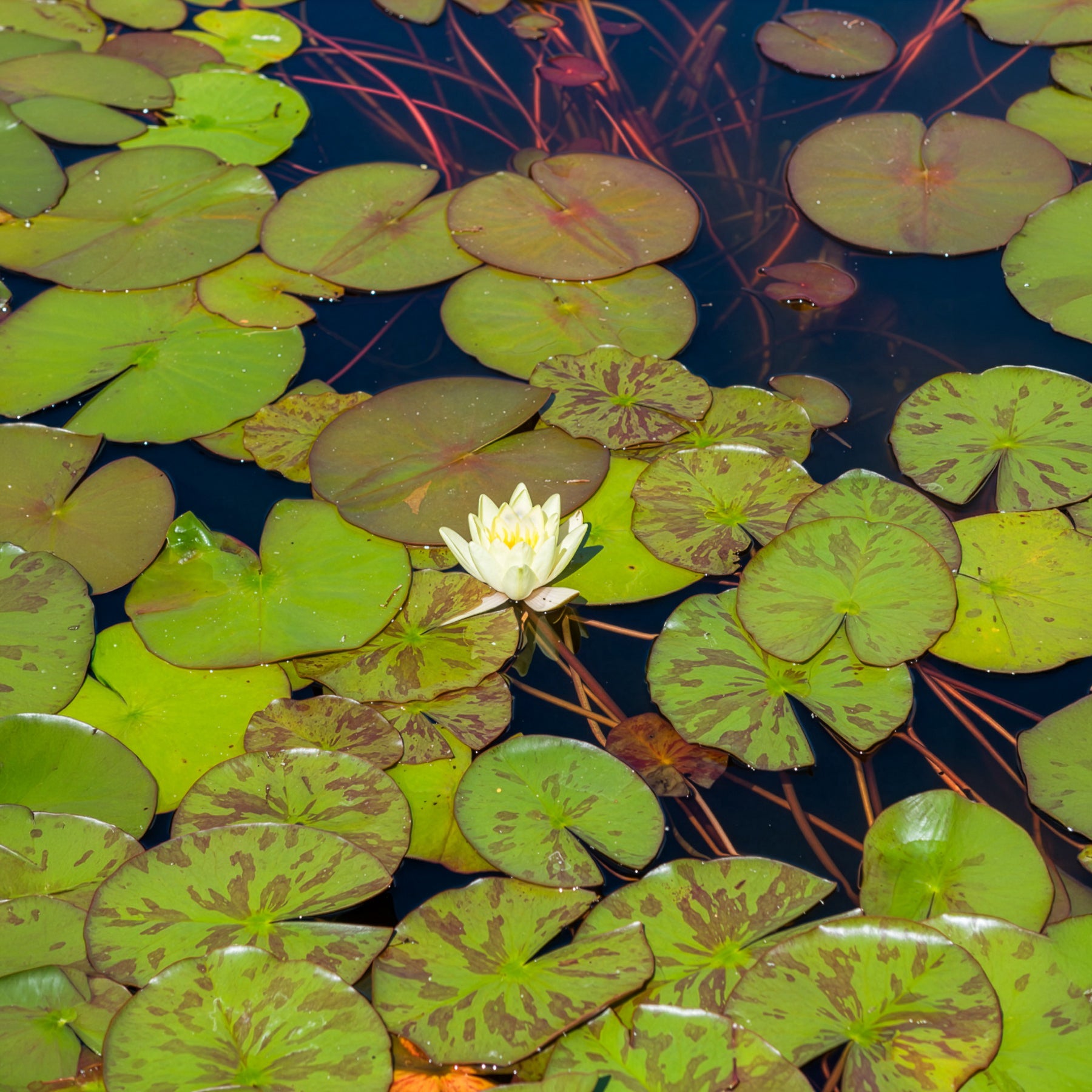 Verkauf Seerose 'Marliacea Chromatella' - Nymphaea marliacea Chromatella