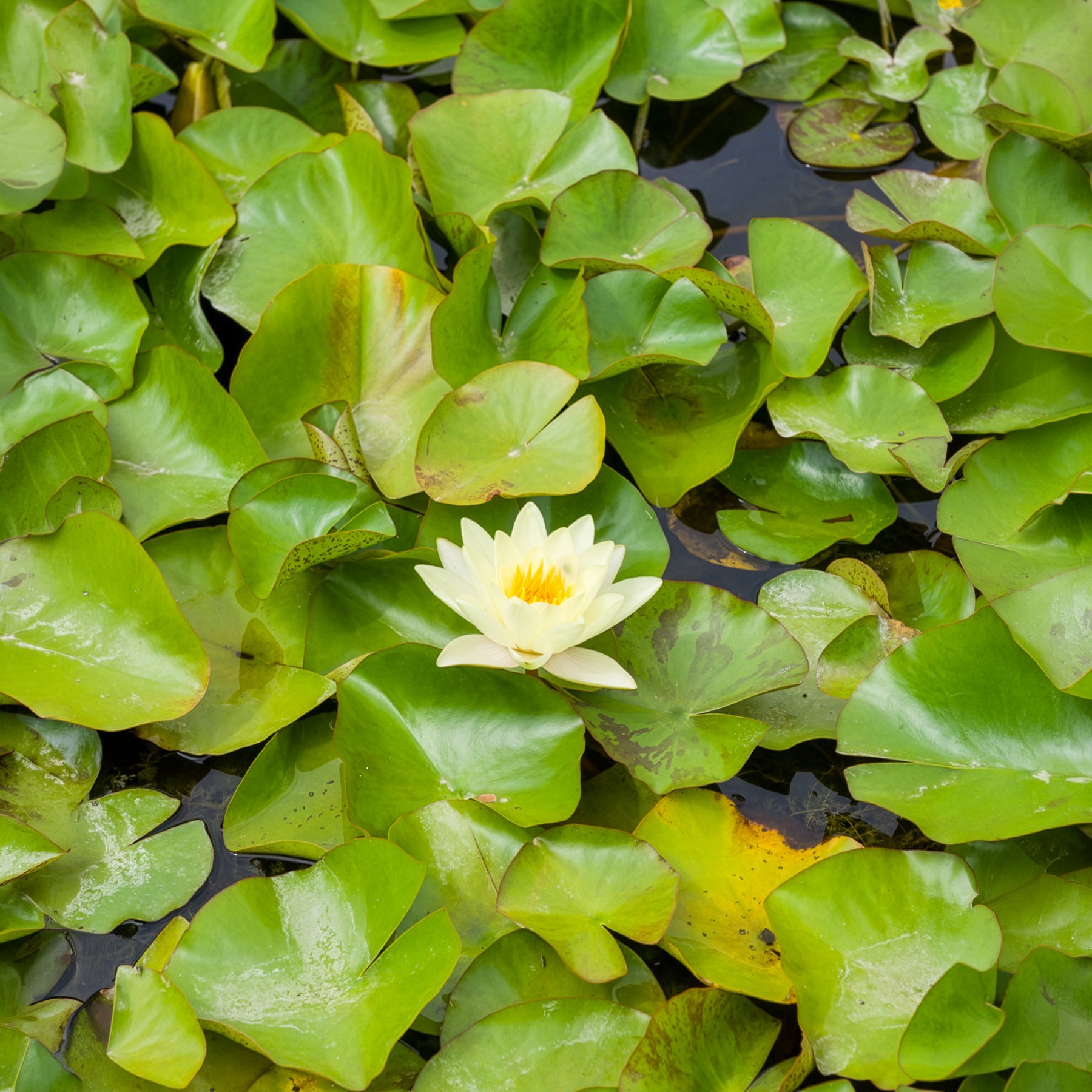 Seerose 'Marliacea Chromatella' - Nymphaea marliacea Chromatella - Bakker