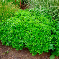 Echter Dost - Oregano - Origanum vulgare - Bakker