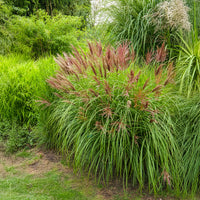 Verkauf Chinaschilf Red Chief - Miscanthus sinensis Red Chief