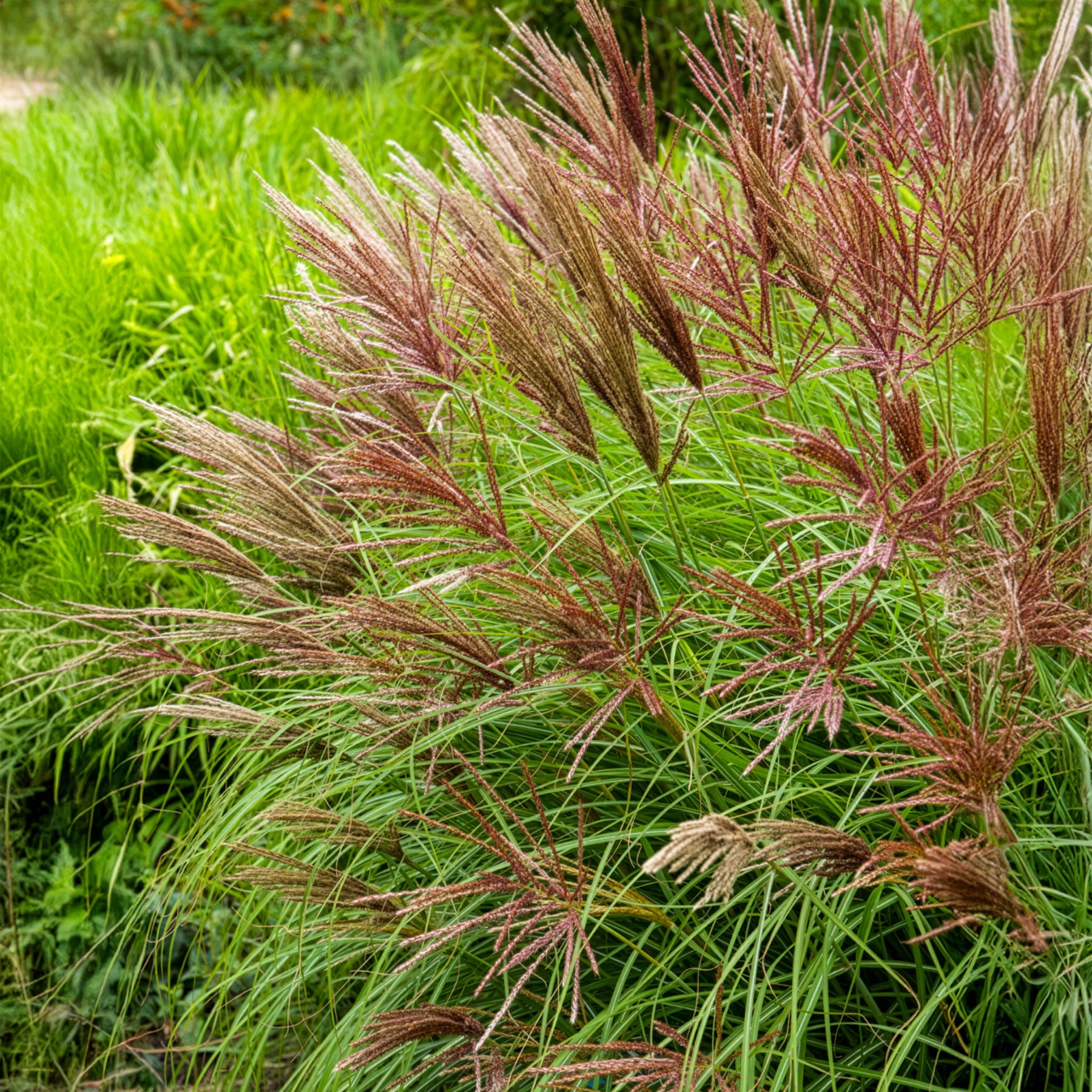 Chinaschilf Red Chief - Bakker