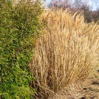Miscanthus sinensis Red Chief - Chinaschilf Red Chief - Miscanthus