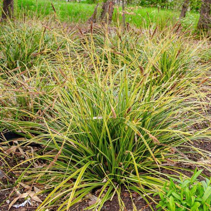 Carex - Segge 'Variegata' - Carex morrowii variegata