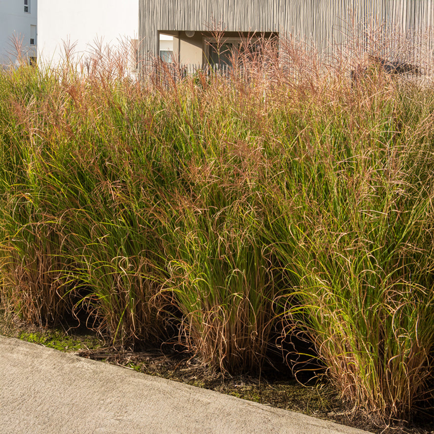 Verkauf Chinaschilf 'Gracillimus' - Miscanthus