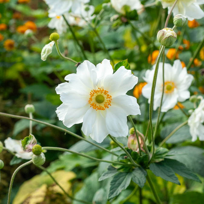Nackte Wurzeln - Herbst-Anemone ‘Whirlwind’ - Anemone hybrida whirlwind