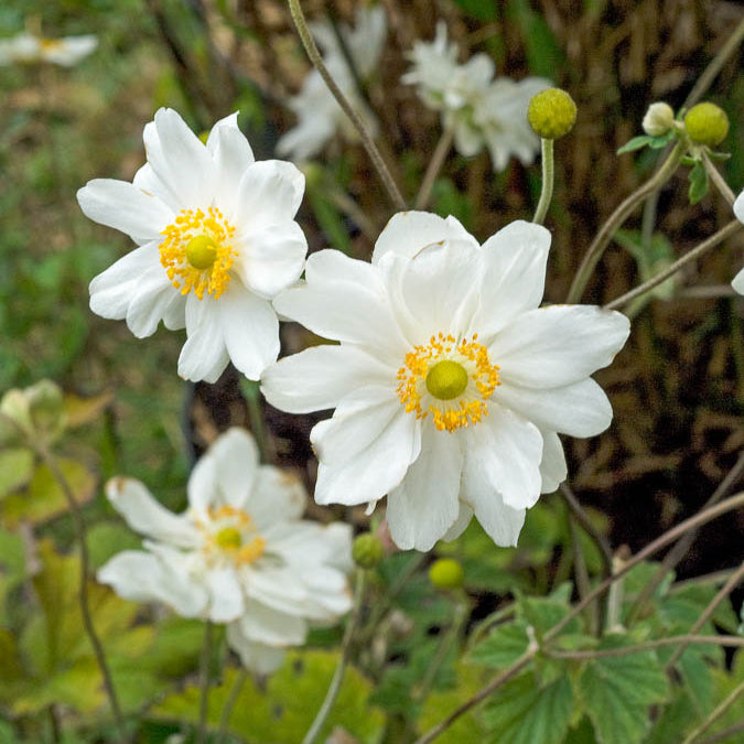 Herbst-Anemone ‘Whirlwind’ - Bakker