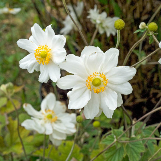 Herbst-Anemone ‘Whirlwind’ - Bakker