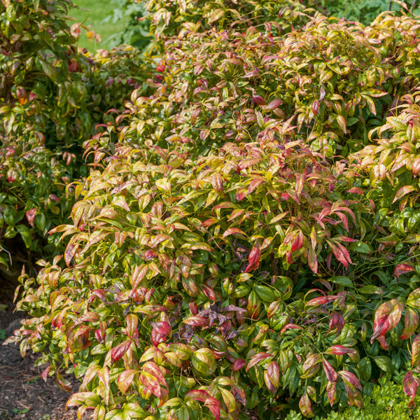 Verkauf Himmelsbambus 'Firepower' - Nandina domestica Fire Power