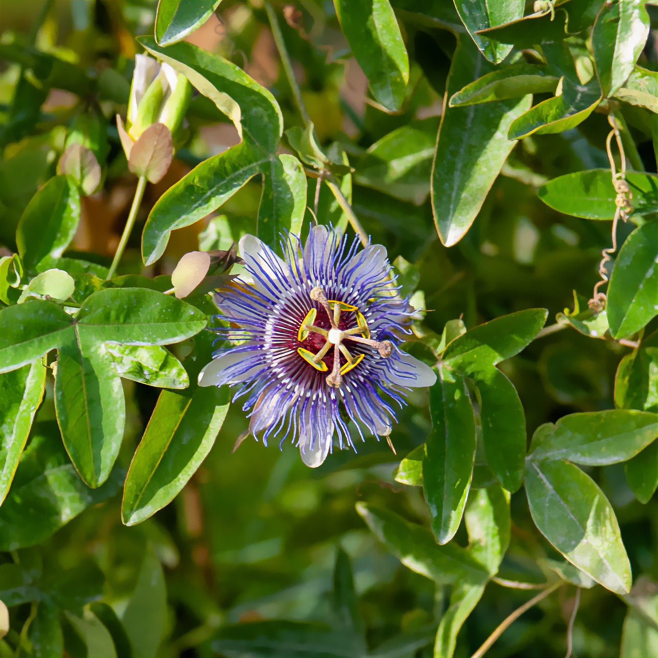 Passionsblume 'Purple Rain' - Passiflora purple rain - Bakker