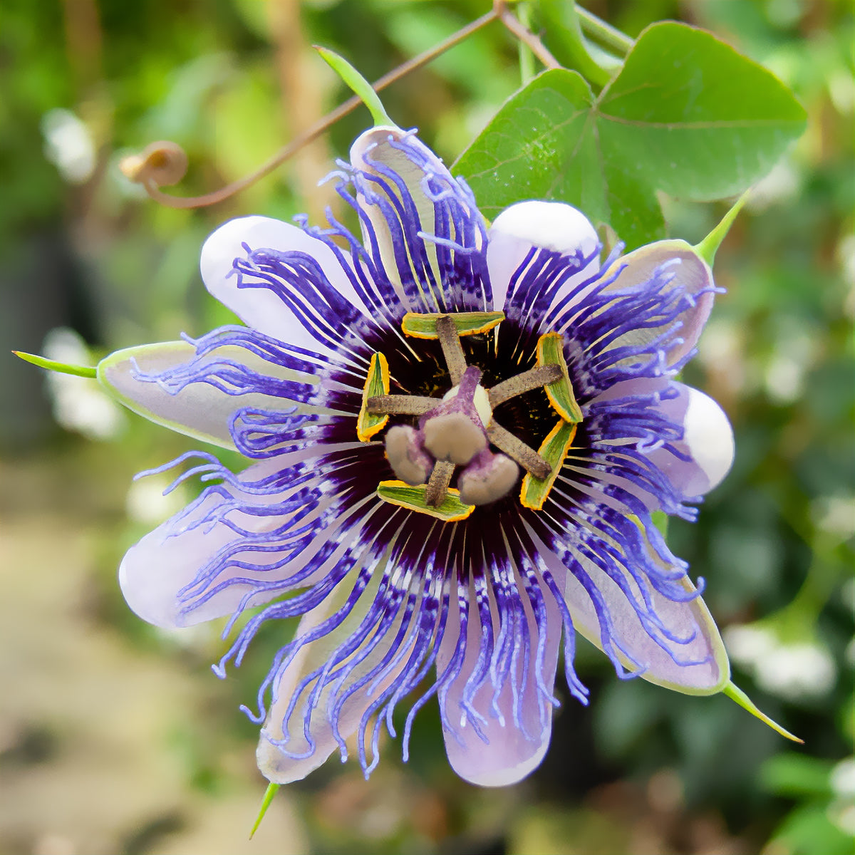 Passionsblume 'Purple Rain' - Bakker