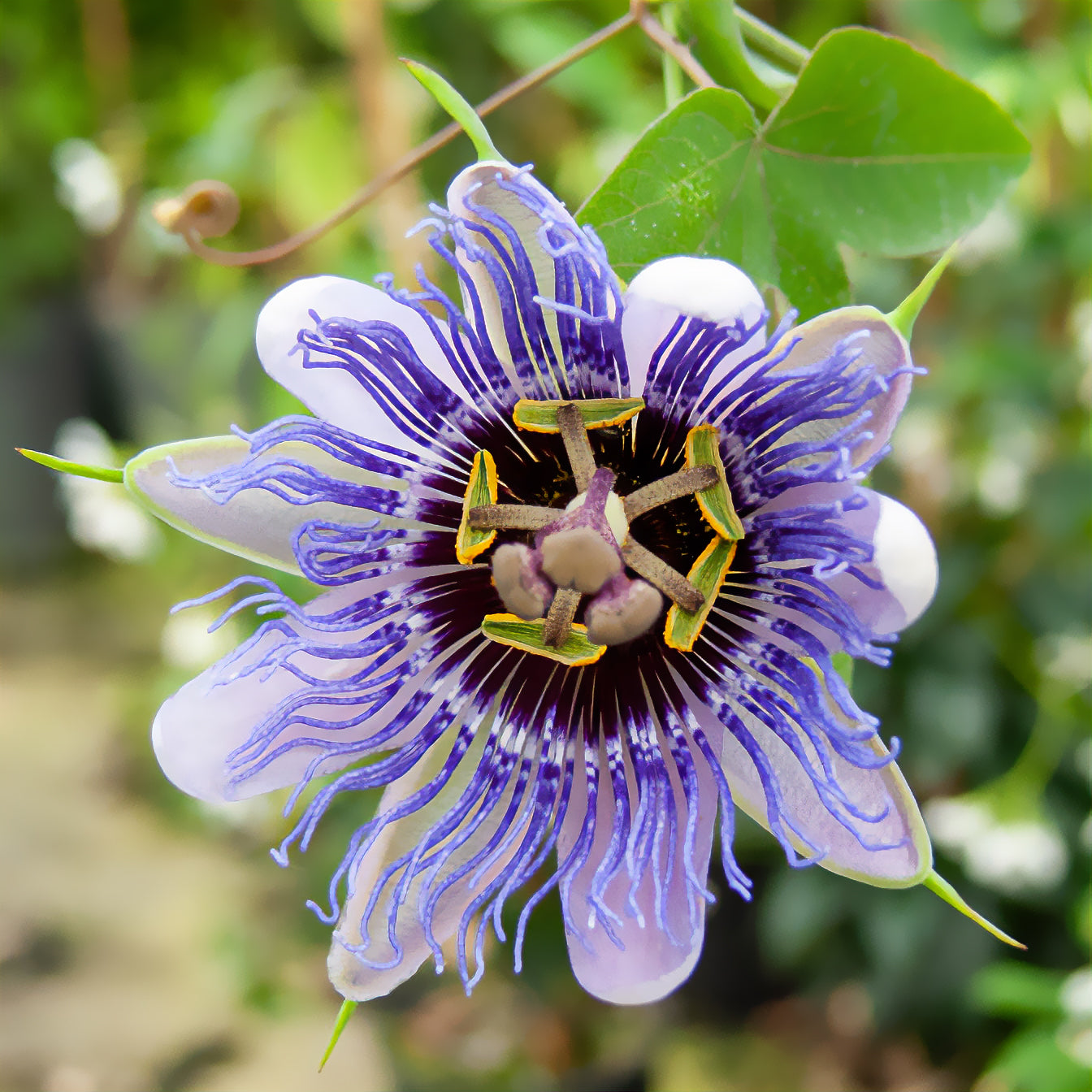 Passionsblume 'Purple Rain' - Bakker