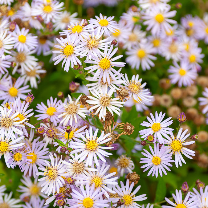 Zwergaster 'Asran' - Aster ageratoides Asran - Bakker