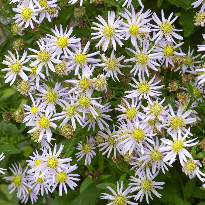 Aster ageratoides Asran - Zwergaster 'Asran' - Astern