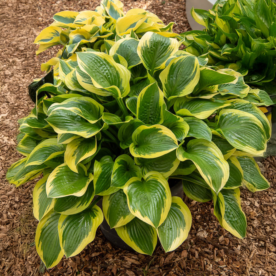 Funkie 'Queen Josephine' - Hosta Queen Josephine - Bakker