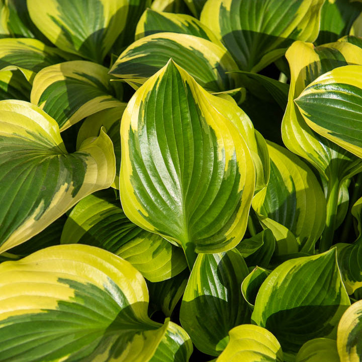 Hosta Queen Josephine - Funkie 'Queen Josephine' - Hosta - Funkie