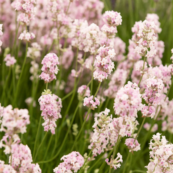 Lavendel 'Rosea' - Lavandula angustifolia rosea - Bakker
