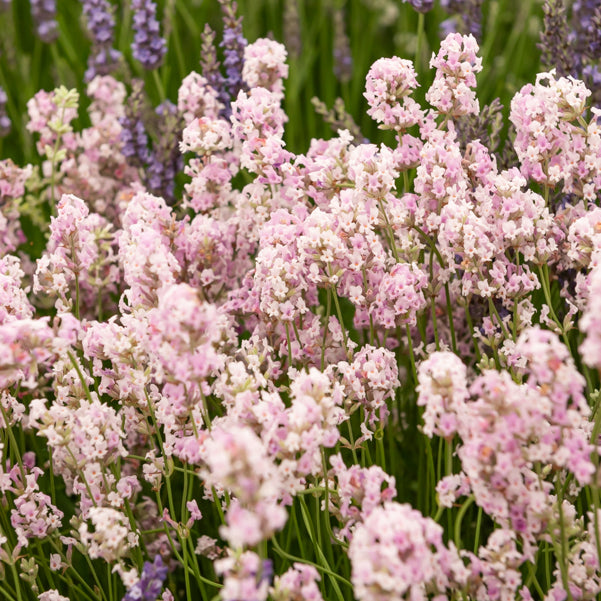 Lavandula angustifolia alba, rosea - Lavendel-Kollektion weiß & rosa (x4) - Lavendel