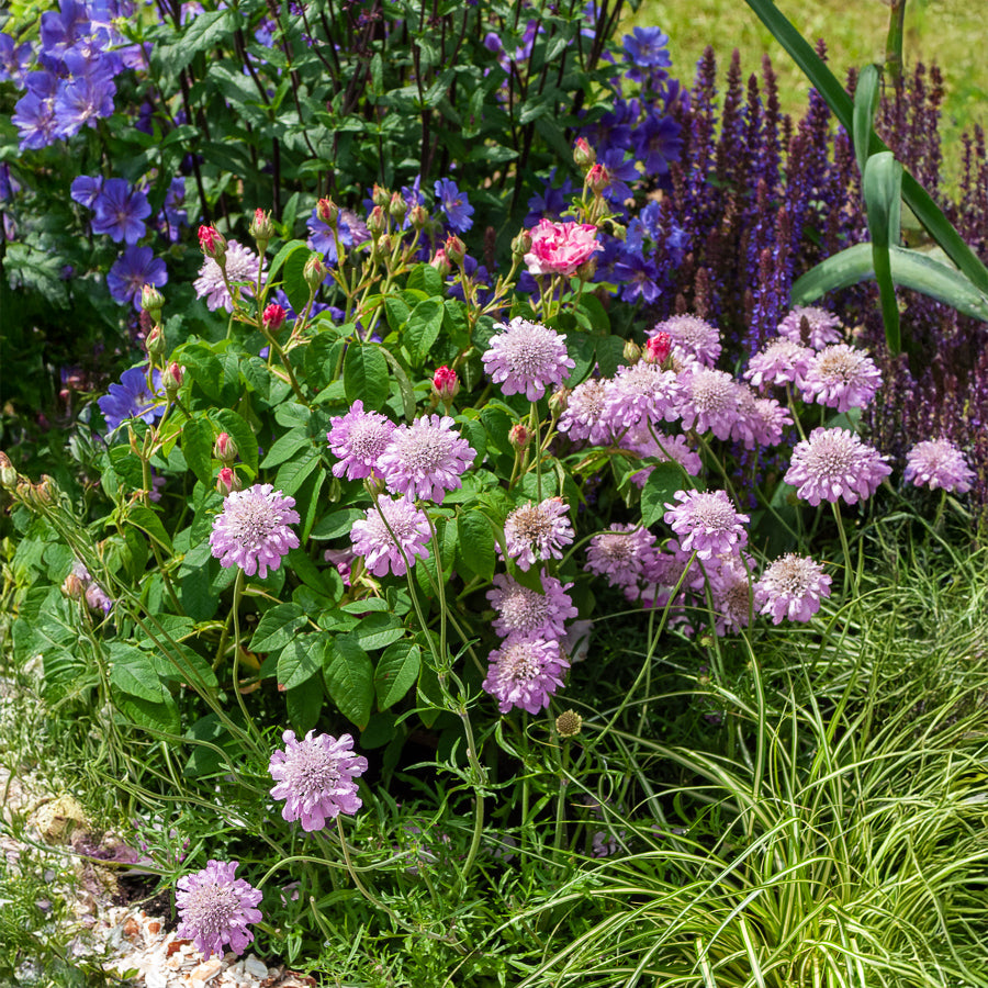 Scabiosen - Tauben-Skabiose 'Pink Mist' - Scabiosa columbaria Pink Mist