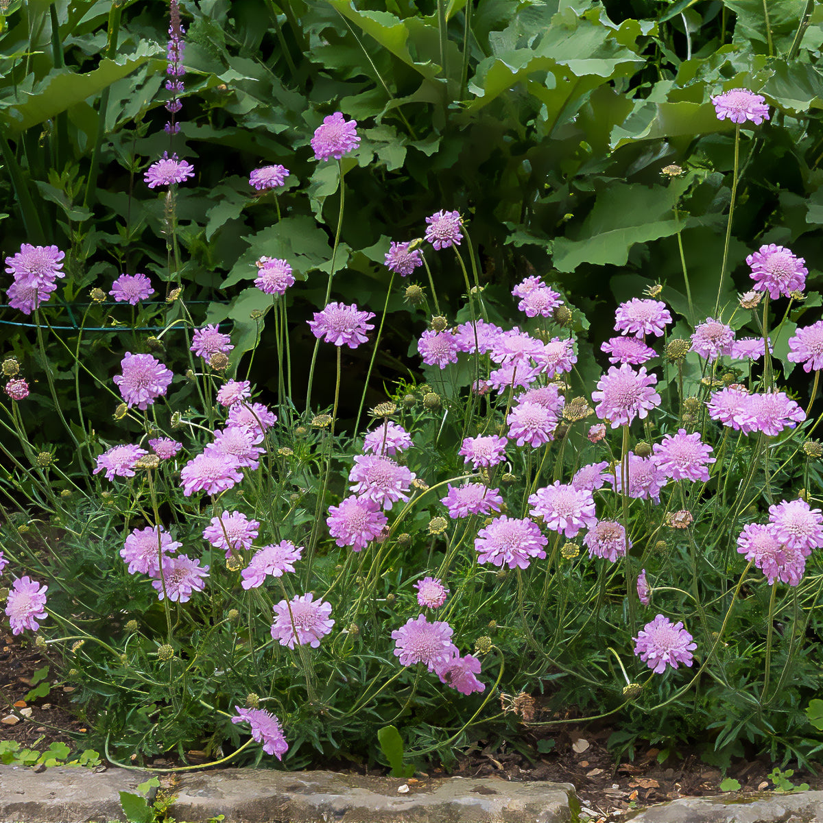 Scabiosa columbaria Pink Mist - Tauben-Skabiose 'Pink Mist' - Scabiosen