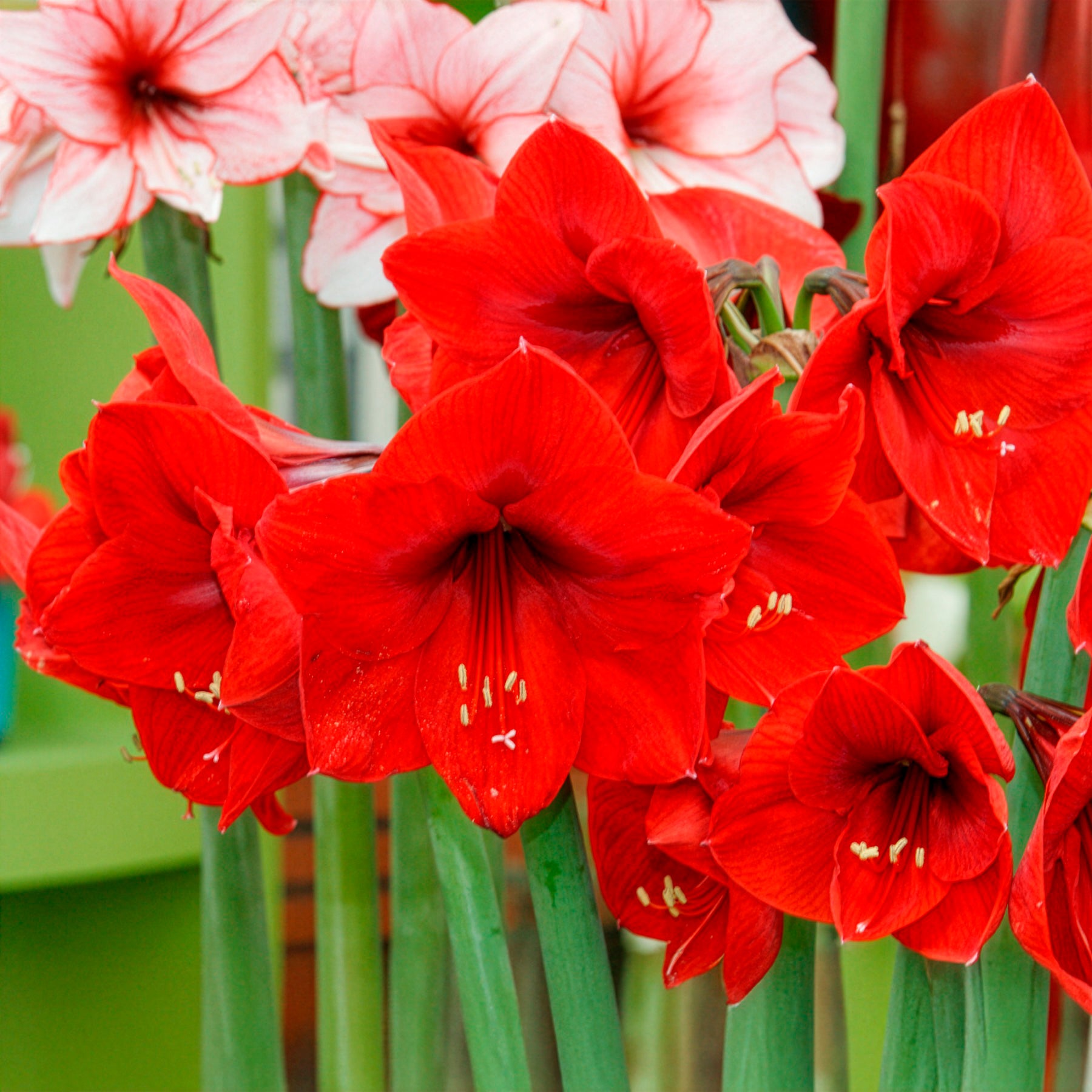 Verkauf Ritterstern ‘Red Lion’ - Amaryllis red lion