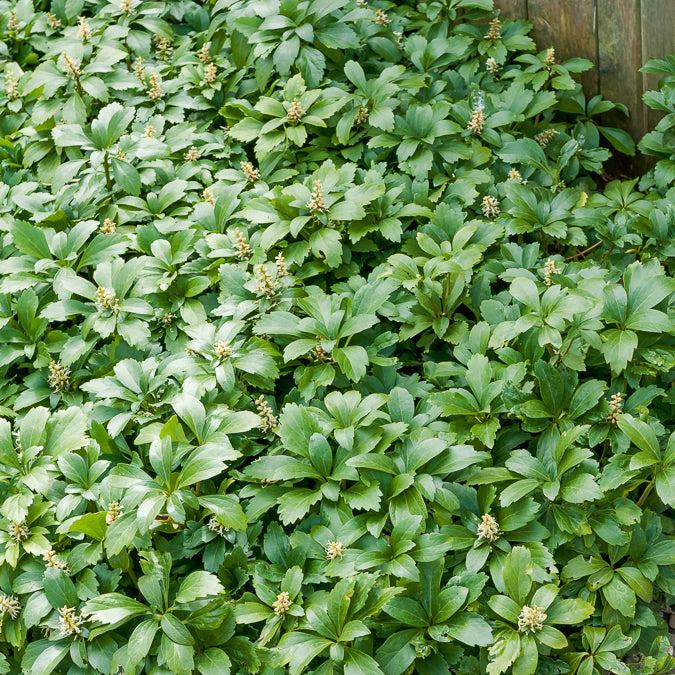 Pachysandra terminalis Green Carpet - Dickmännchen ‘Green Carpet’ - Stauden