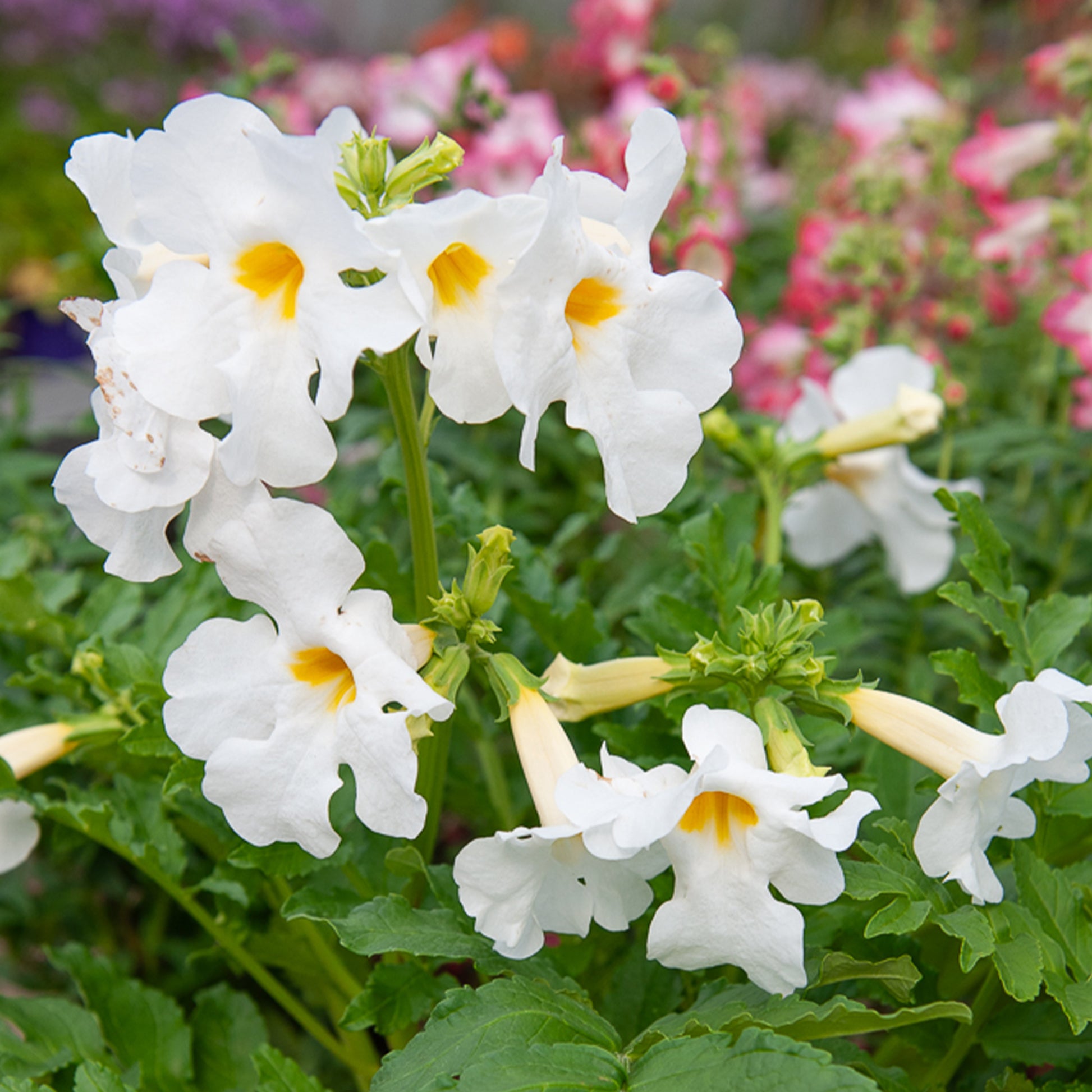 Incarvillea delavayi - Gartengloxinie Mischung (x4) - Blühende Stauden