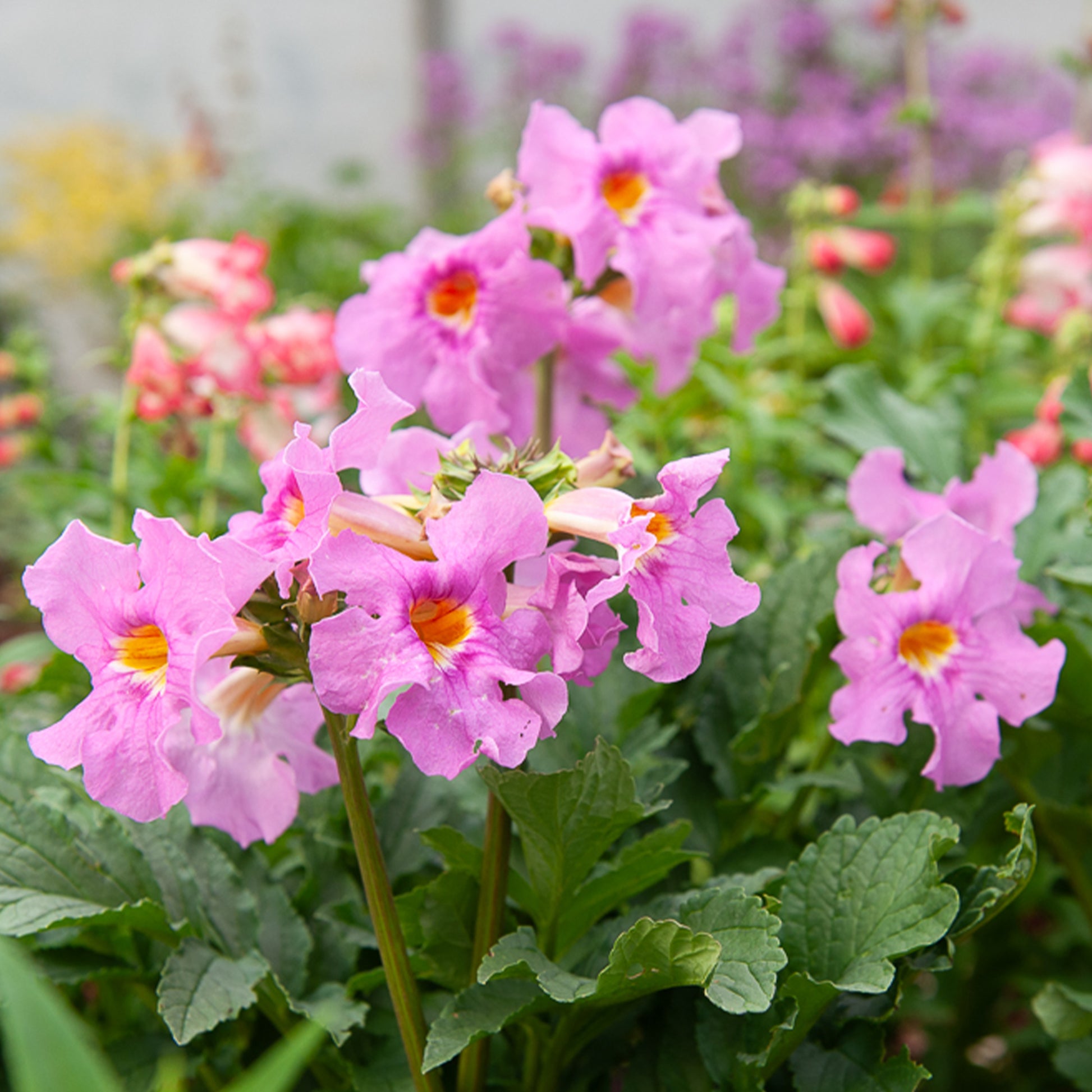 Gartengloxinie Mischung (x4) - Incarvillea delavayi - Bakker