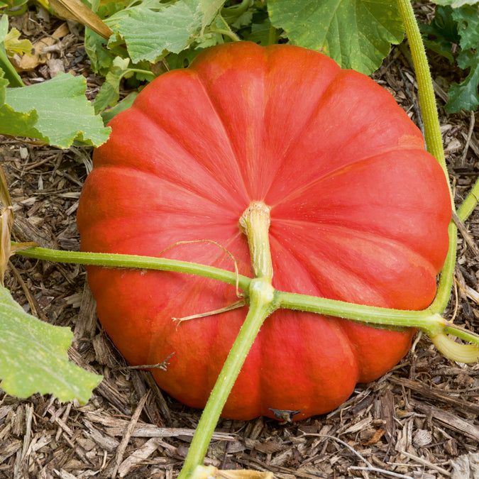 Verkauf Kürbis 'Rote Zentner' - Cucurbita maxima rouge vif d'etampes