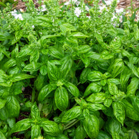 Ocimum basilicum genovese - Basilikum 'Genovese' Bio - Bio-Kräuter