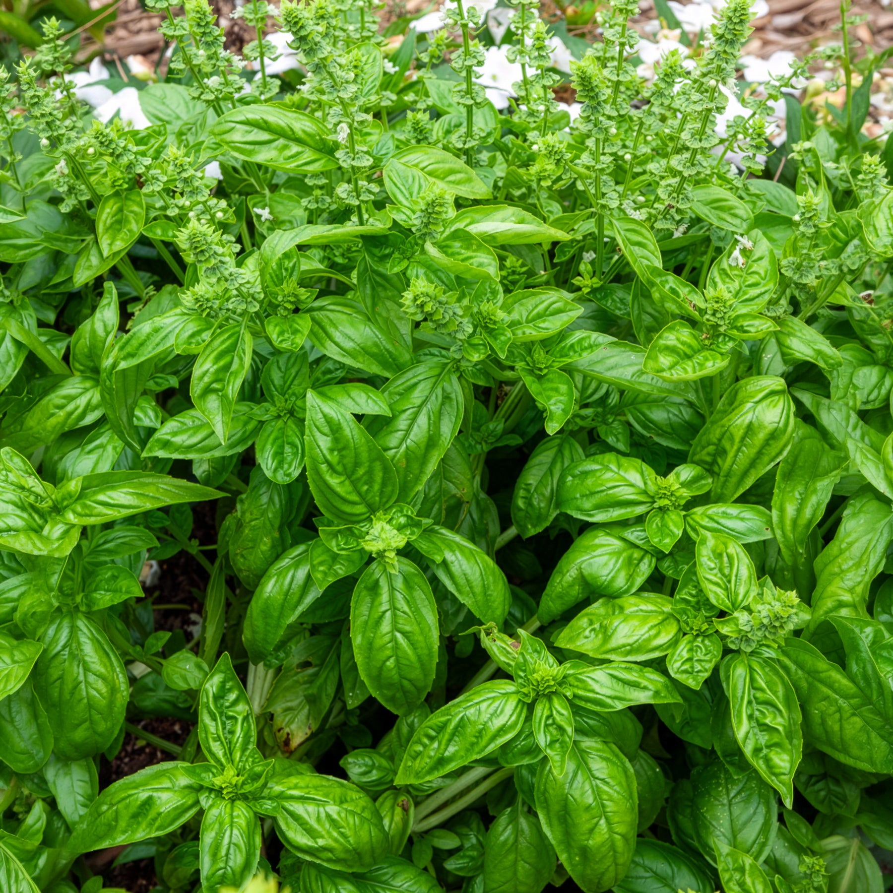 Ocimum basilicum genovese - Basilikum 'Genovese' Bio - Bio-Kräuter