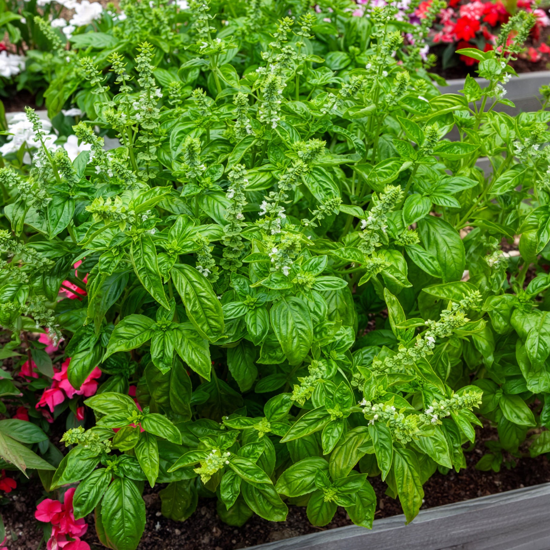 Basilikum 'Genovese' Bio - Ocimum basilicum genovese - Bakker