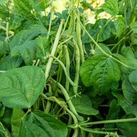 Buschbohne 'Maxi' - Phaseolus vulgaris maxi - Bakker