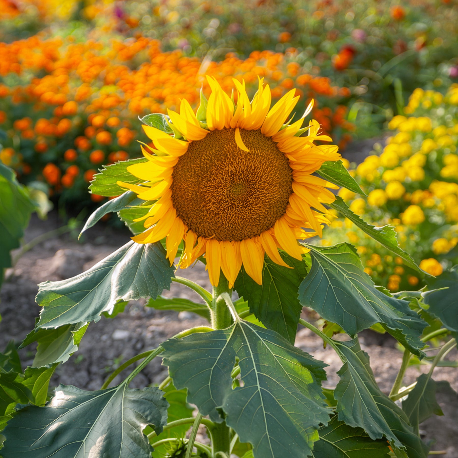 Verkauf Sonnenblume 'Sunspot' - Helianthus annuus Sunspot
