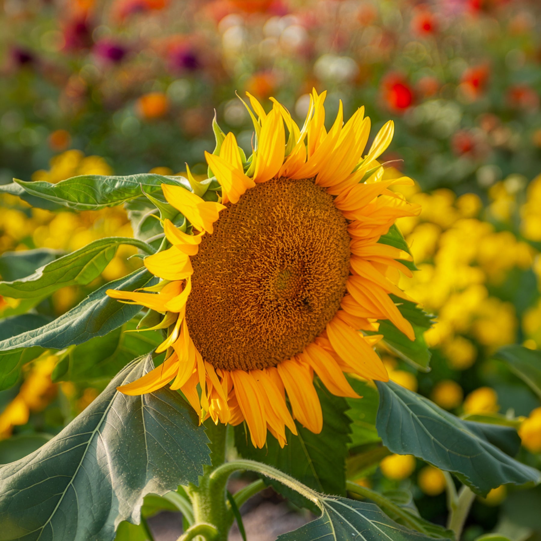 Samen für einjährige Blumen - Sonnenblume 'Sunspot' - Helianthus annuus Sunspot