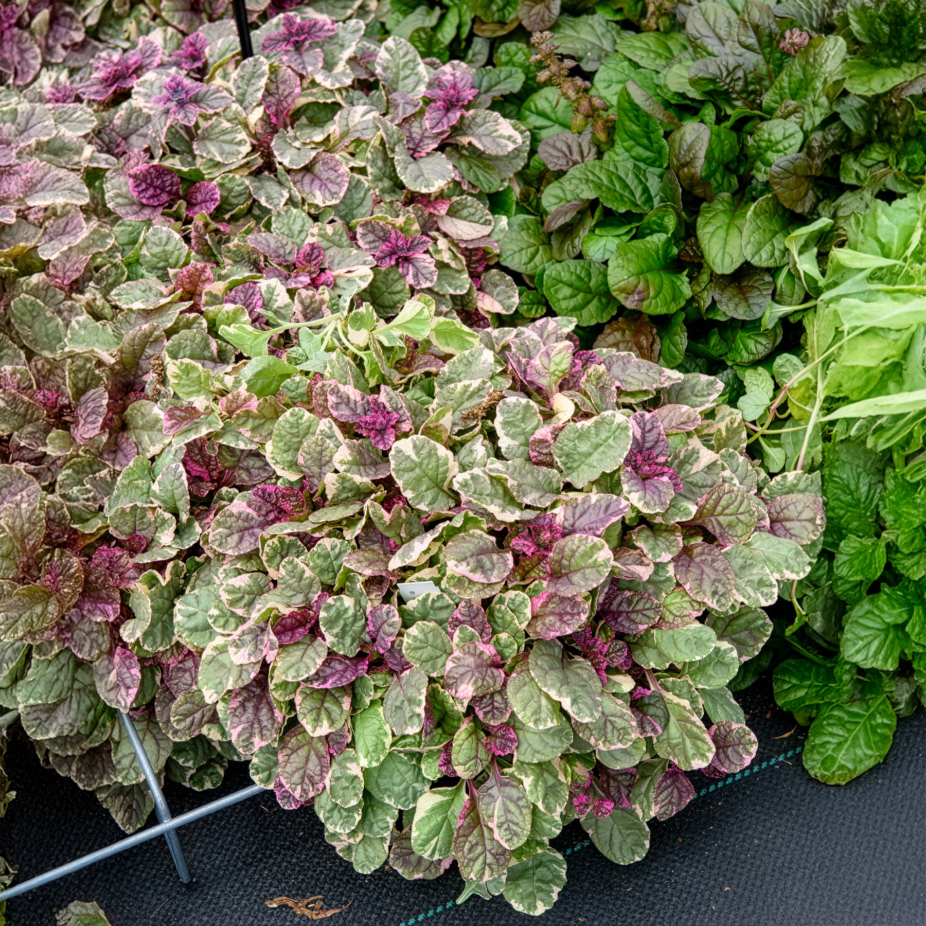 Ajuga reptans Burgundy Glow - Mehrfarbiger Günsel Burgundy Glow - Gundermann
