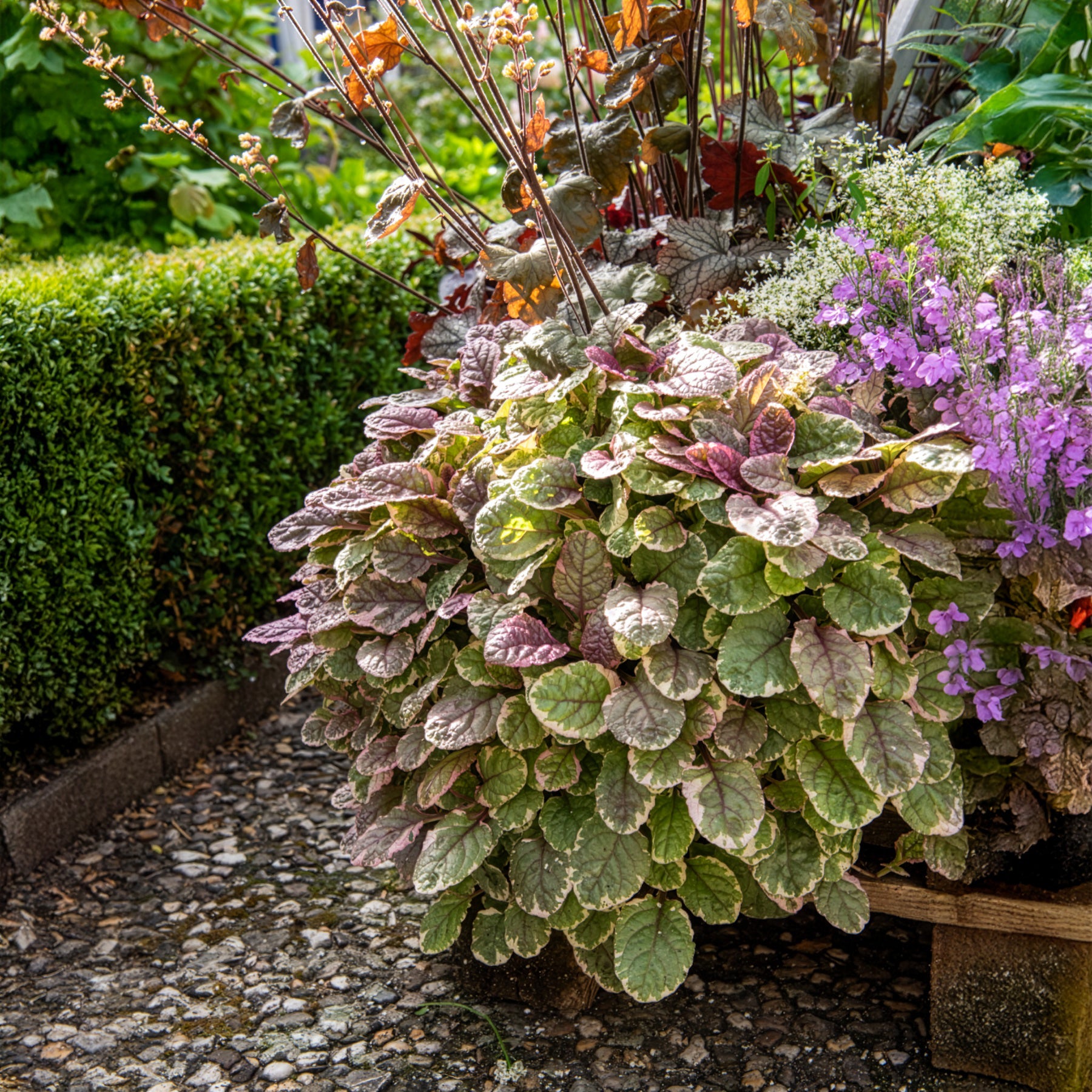 Gundermann - Mehrfarbiger Günsel Burgundy Glow - Ajuga reptans Burgundy Glow