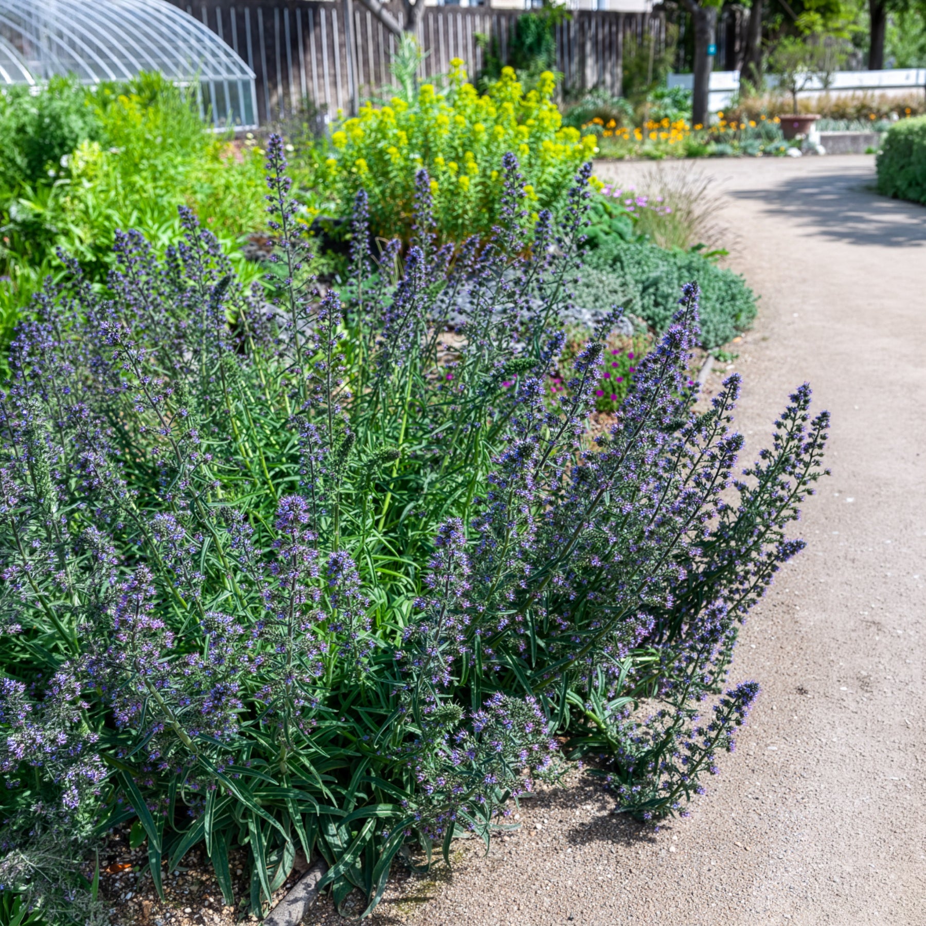 Gewöhnlicher Natternkopf - Echium vulgare - Bakker