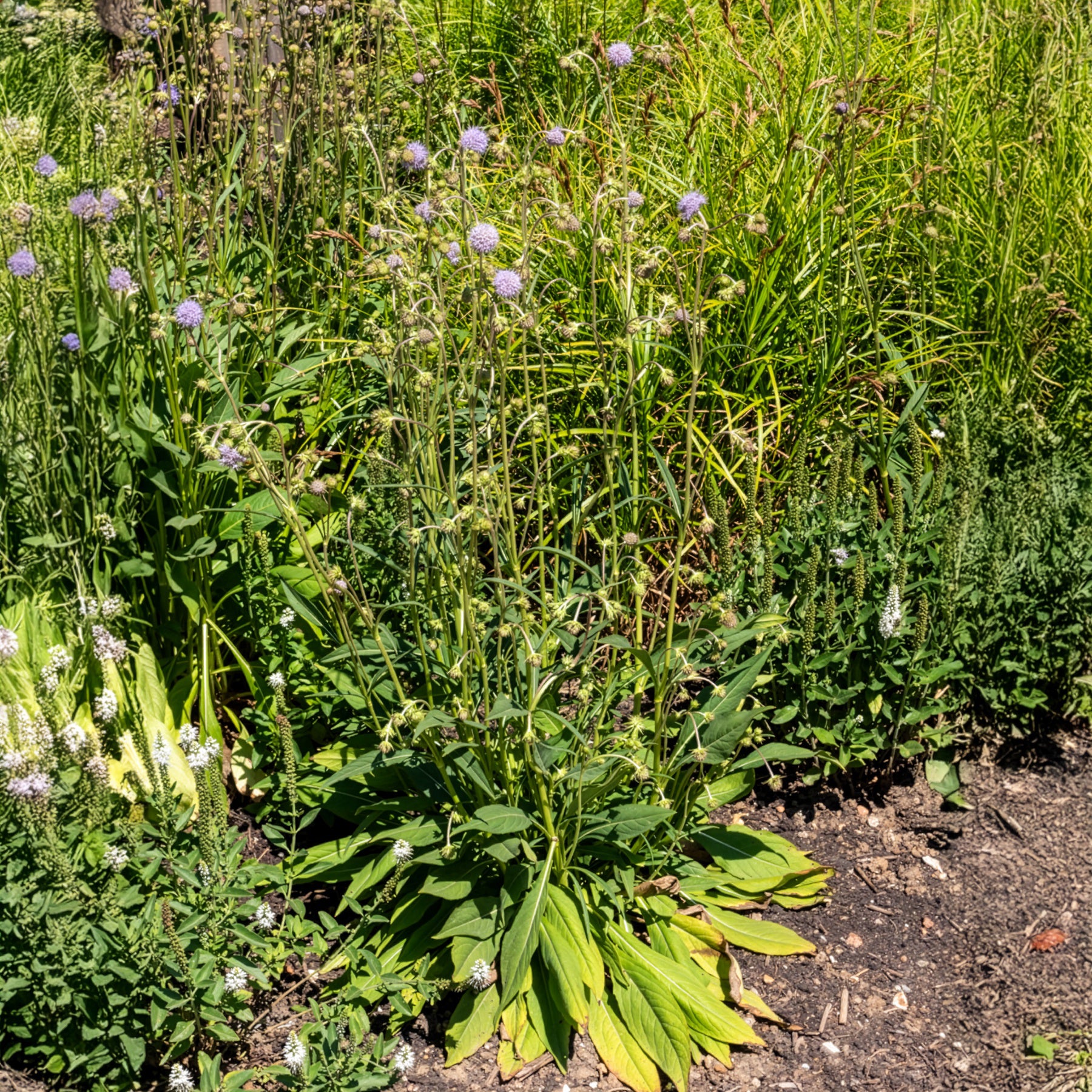 Succisa pratensis - Teufelsabbiss - Wildpflanzen für den Garten